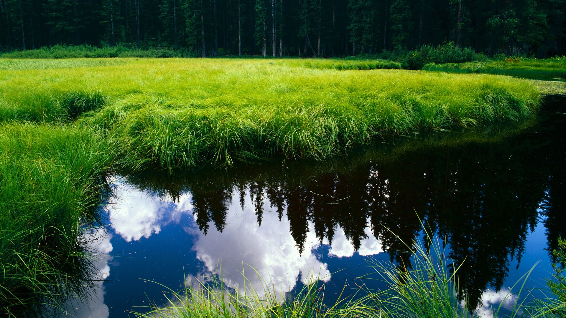 五大联赛是否呈现中前场球员多功能化趋势,五大联赛球迷进场