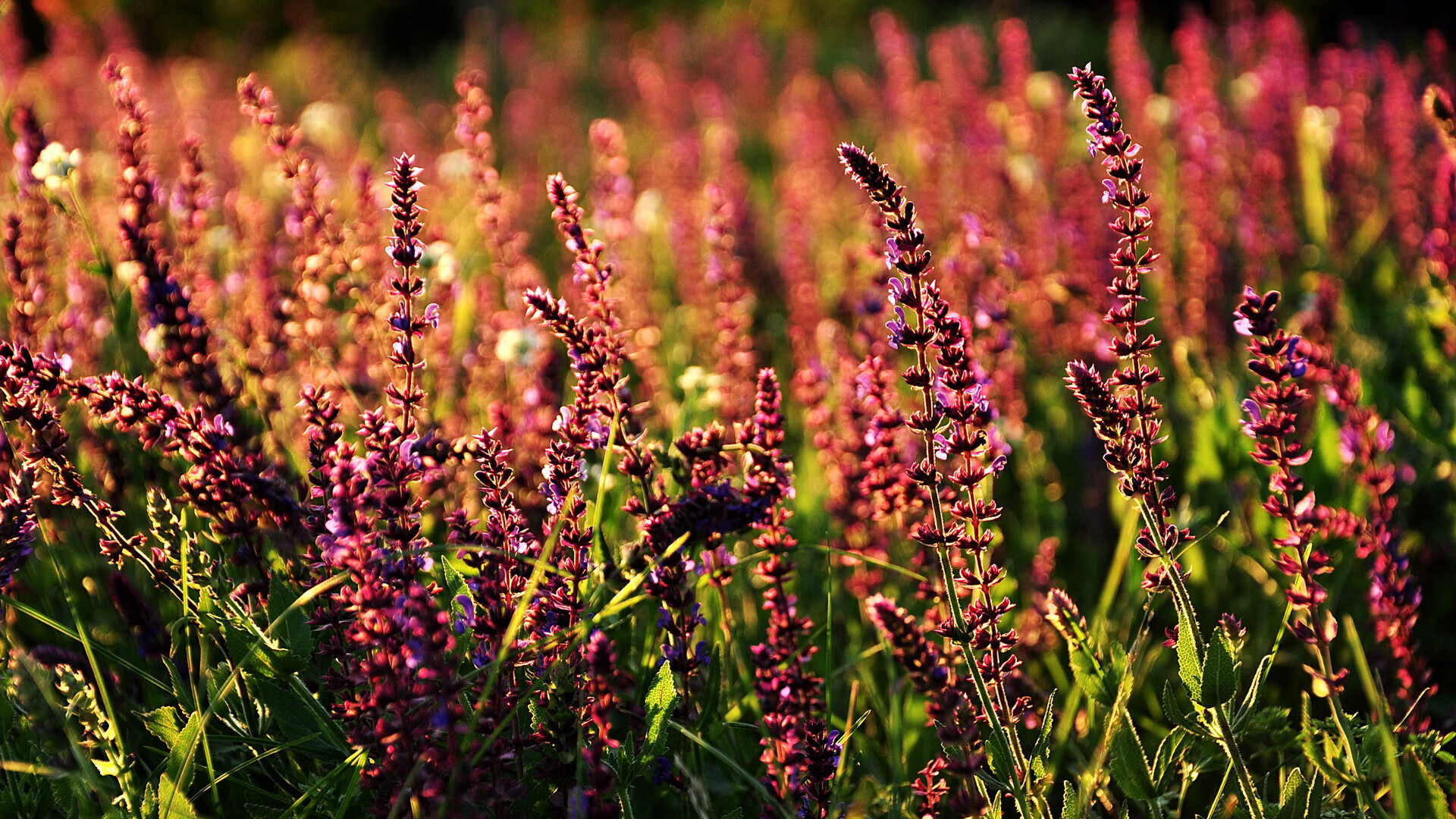 瑞典队乒乓战术：如何通过快速移动产生压迫，瑞典乒乓球鼎盛时期